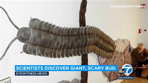 scary insects|largest insect that ever lived.